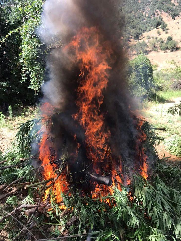 Bingöl'de 311 bin 271 kök Hint keneviri ele geçirildi G3