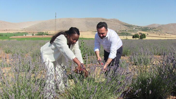 ABD'li şarkıcı Della Miles, Kahramanmaraş'ta lavanta hasat etti G1