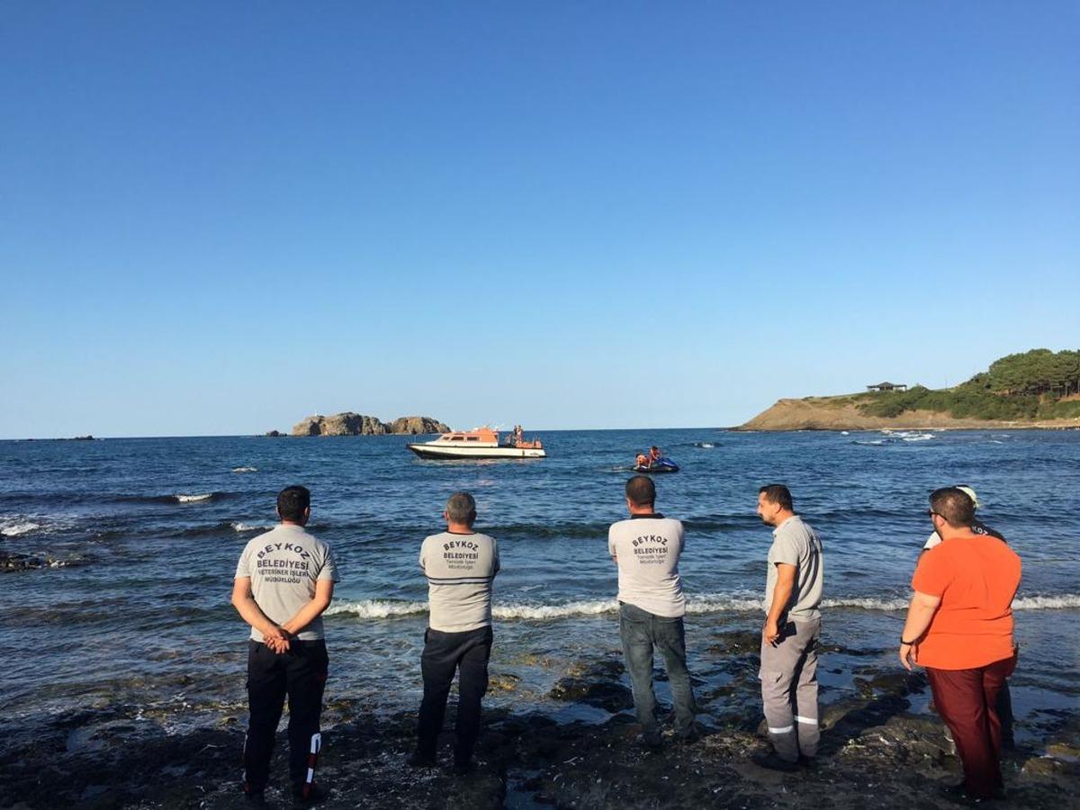 Riva sahilinde telef olmuş iki b&uuml;y&uuml;kbaş hayvan bulundu