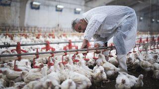 Beyaz ete Çin dopingi! 1 yılda tam yüzde 353 arttı