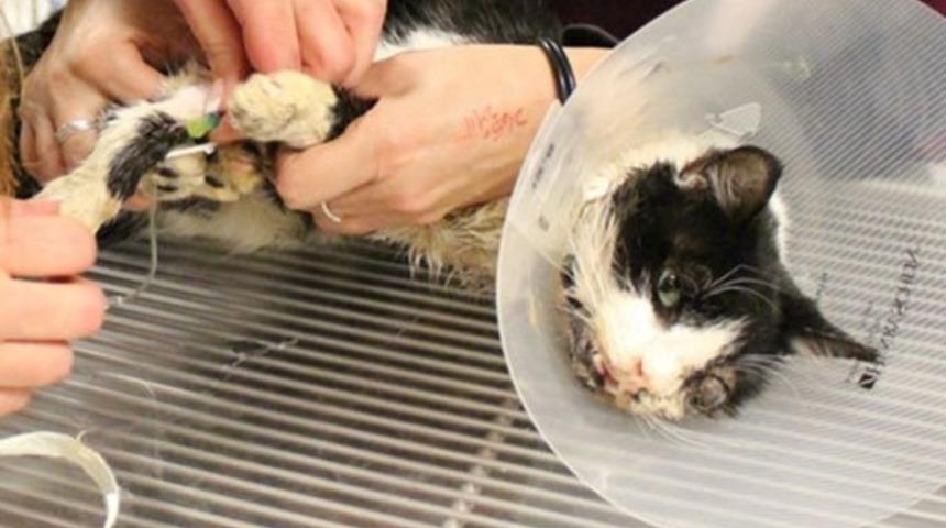 "Zombi kedi" Bart gömüldükten 5 gün sonra geri döndü