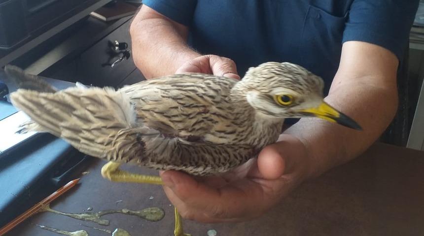 Kayseri'de yaralı kocagöz kuşu tedaviye alındı
