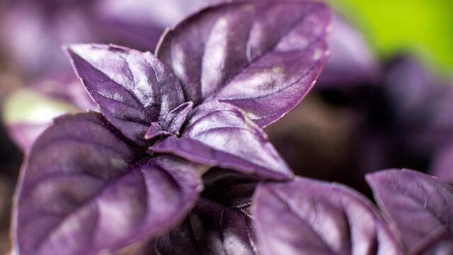 Kansere karşı korur, ödemi söker atar, öksürüğü ve baş ağrısını şıp diye geçirir! Reyhanın faydaları