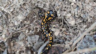 Batman'da nesli tehdit altında olan benekli semender görüldü