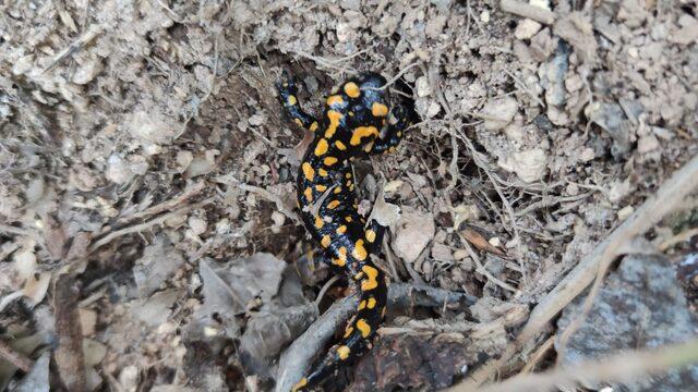 Batman'da nesli tehdit altında olan benekli semender görüldü