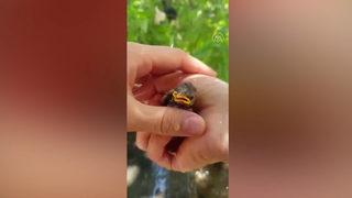 Yürekleri ısıtan görüntü! Sıcaktan etkilenen yavru kuşa eliyle su içirdi