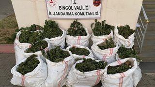 Bingöl'de 296 bin kök kenevir ve skunk ile 152 kilogram esrar ele geçirildi