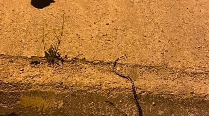 Karabük'te kediyle yılanın mücadelesi görüntülendi