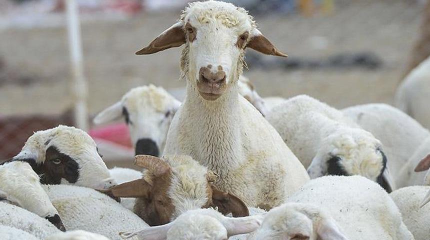 Son dakika: Şap ve çiçek hastalığı görüldü... O ilçeye hayvan giriş çıkışları yasaklandı!