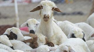 Son dakika: Şap ve çiçek hastalığı görüldü... O ilçeye hayvan giriş çıkışları yasaklandı!