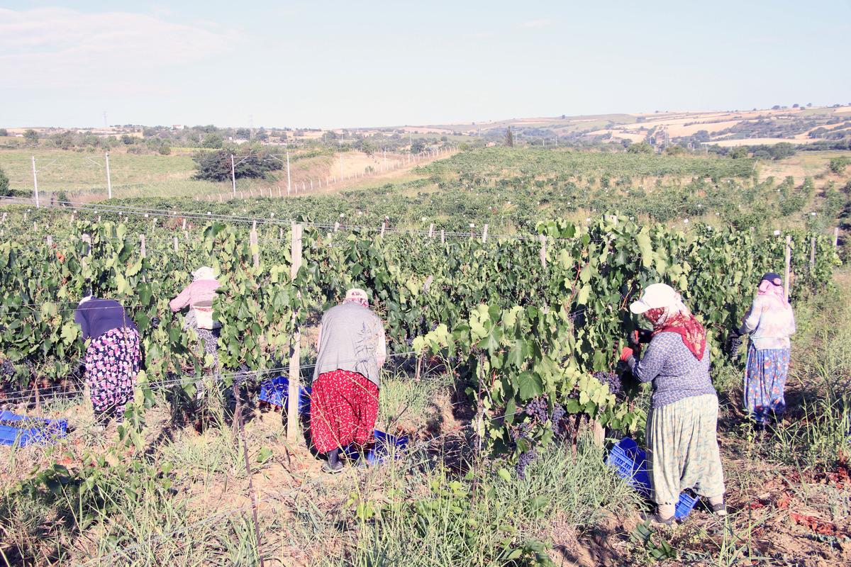 Tekirdağ'da "koruk suyu" mesaisi başladı