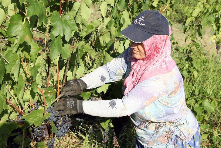Tekirdağ'da "koruk suyu" mesaisi başladı G2