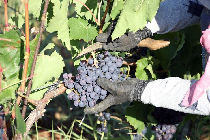 Tekirdağ'da "koruk suyu" mesaisi başladı G3