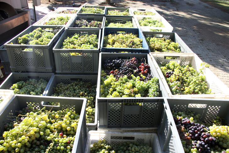 Tekirdağ'da "koruk suyu" mesaisi başladı G4