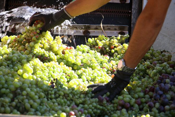 Tekirdağ'da "koruk suyu" mesaisi başladı G5