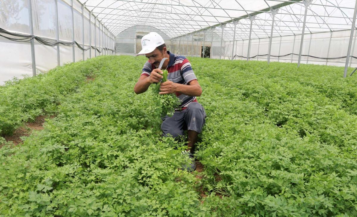 Kocaeli'de belediyenin desteğiyle kurulan seralar &uuml;r&uuml;n vermeye başladı
