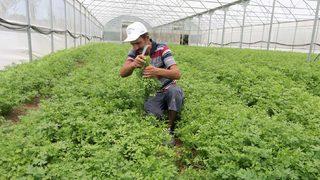 Kocaeli'de belediyenin desteğiyle kurulan seralar ürün vermeye başladı