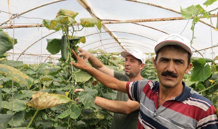 Kocaeli'de belediyenin desteğiyle kurulan seralar ürün vermeye başladı G2