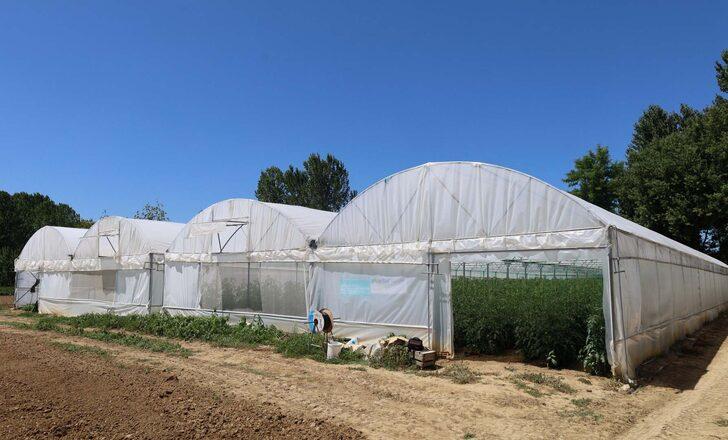 Kocaeli'de belediyenin desteğiyle kurulan seralar ürün vermeye başladı G5