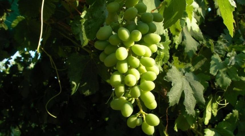 Her derde deva koruk suyunun faydaları