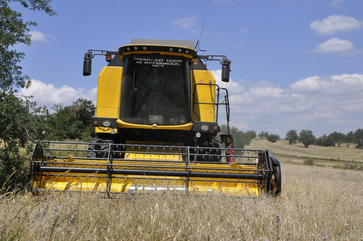 Kastamonu'da "Hitit buğdayı" siyezin hasadına başlandı