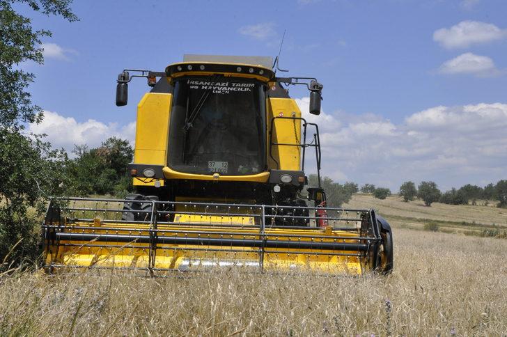 Kastamonu'da "Hitit buğdayı" siyezin hasadına başlandı G1