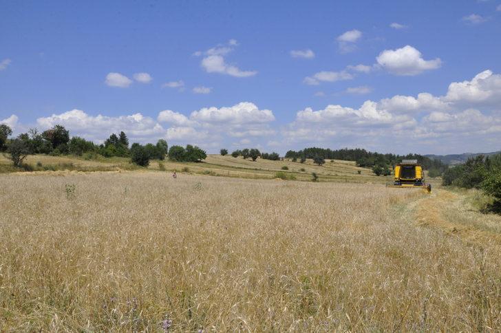 Kastamonu'da "Hitit buğdayı" siyezin hasadına başlandı G2