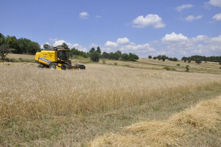 Kastamonu'da "Hitit buğdayı" siyezin hasadına başlandı G3