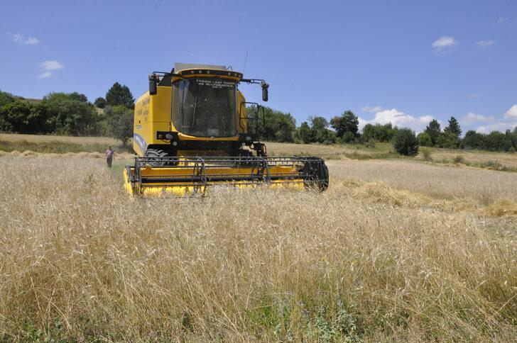 Kastamonu'da "Hitit buğdayı" siyezin hasadına başlandı G4