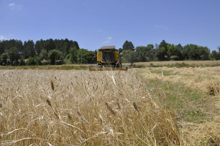 Kastamonu'da "Hitit buğdayı" siyezin hasadına başlandı G5
