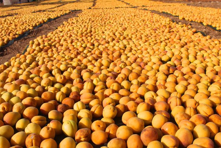 Malatya'da kayısı hasadı devam ediyor G1