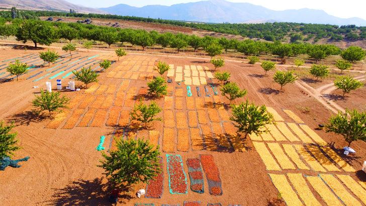 Malatya'da kayısı hasadı devam ediyor G5