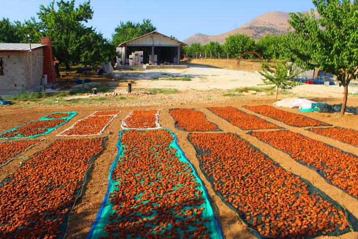 Malatya'da kayısı hasadı devam ediyor G4