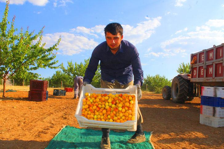 Malatya'da kayısı hasadı devam ediyor G3