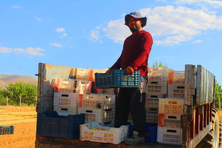 Malatya'da kayısı hasadı devam ediyor G2
