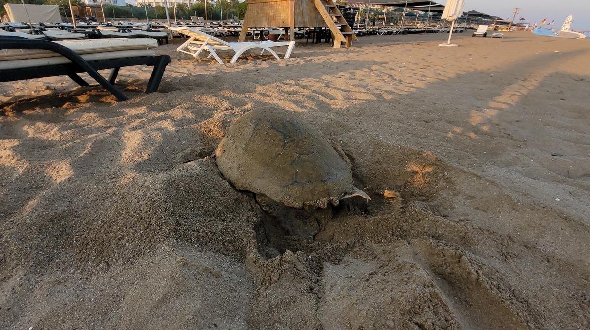 Manavgat'ta caretta caretta yavruları mavi sularla buluşmaya başladı