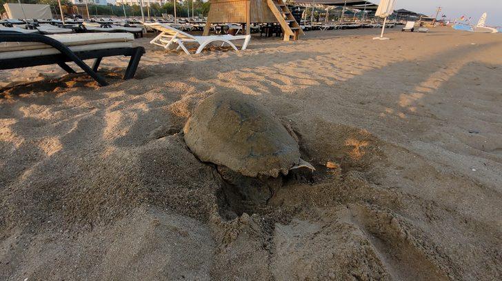 Manavgat'ta caretta caretta yavruları mavi sularla buluşmaya başladı G1