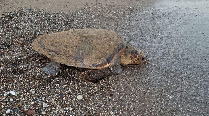 Manavgat'ta caretta caretta yavruları mavi sularla buluşmaya başladı G2