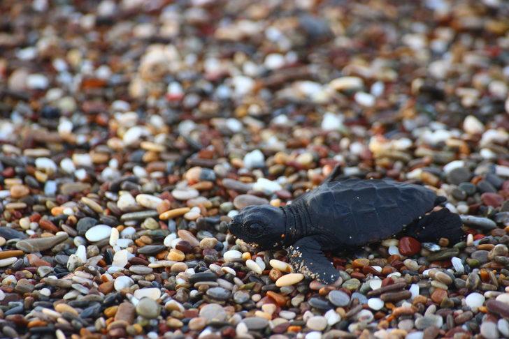 Manavgat'ta caretta caretta yavruları mavi sularla buluşmaya başladı G4