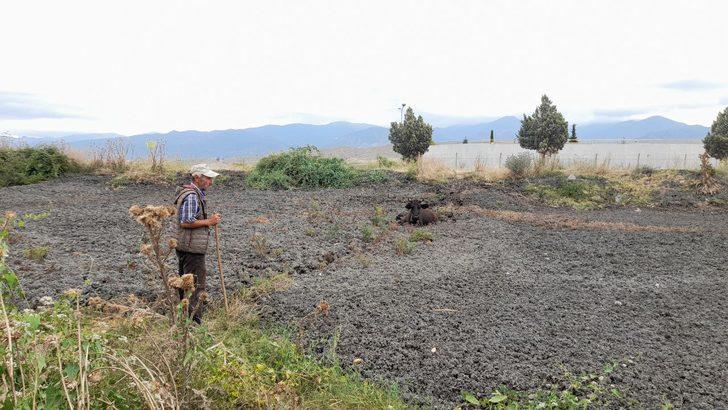 Tokat'ta gübre yığınına batan ineği itfaiye kurtardı G1
