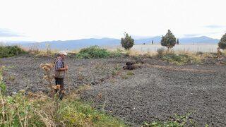 Tokat'ta gübre yığınına batan ineği itfaiye kurtardı