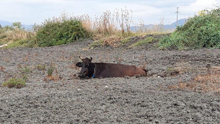 Tokat'ta gübre yığınına batan ineği itfaiye kurtardı G2