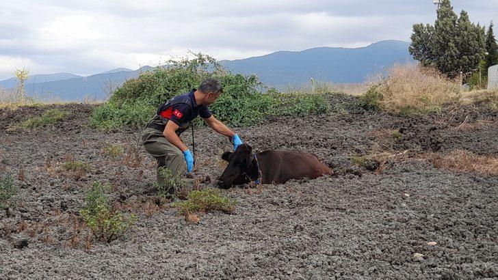 Tokat'ta gübre yığınına batan ineği itfaiye kurtardı G5