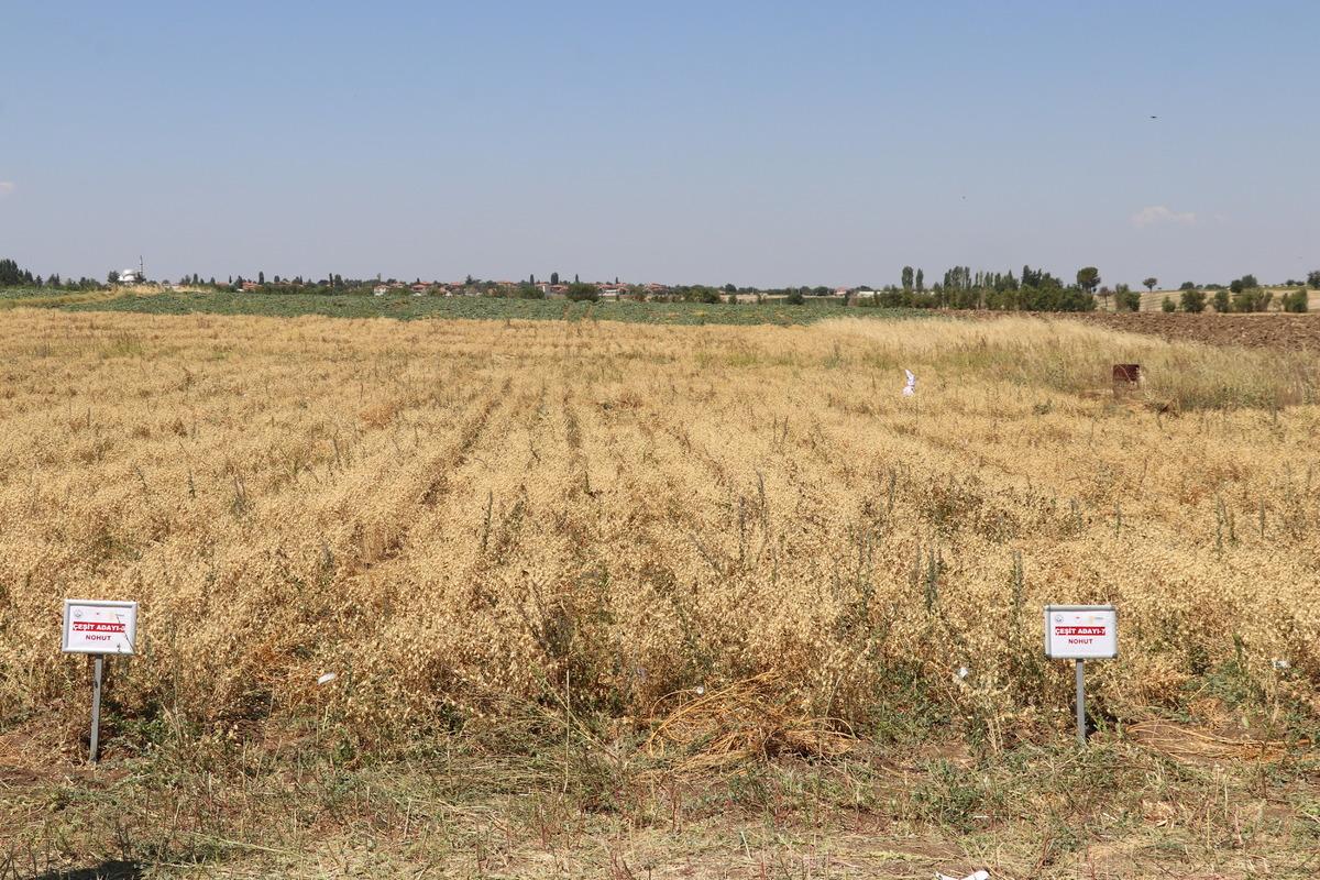 Denizli'de "n&uuml;kleer tekniklerle" geliştirilen nohut &ccedil;eşidinde ilk hasat yapıldı