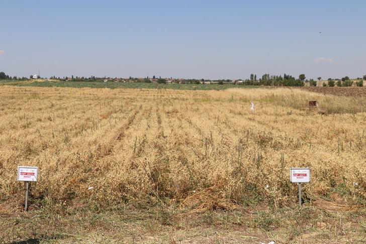 Denizli'de "nükleer tekniklerle" geliştirilen nohut çeşidinde ilk hasat yapıldı G1