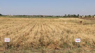 Denizli'de nükleer tekniklerle geliştirilen nohut çeşidinde ilk hasat yapıldı