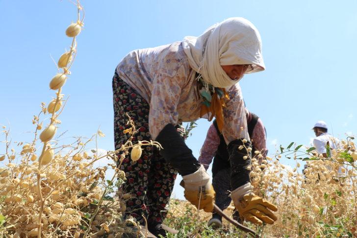 Denizli'de "nükleer tekniklerle" geliştirilen nohut çeşidinde ilk hasat yapıldı G2