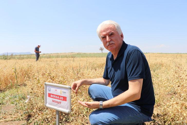 Denizli'de "nükleer tekniklerle" geliştirilen nohut çeşidinde ilk hasat yapıldı G3