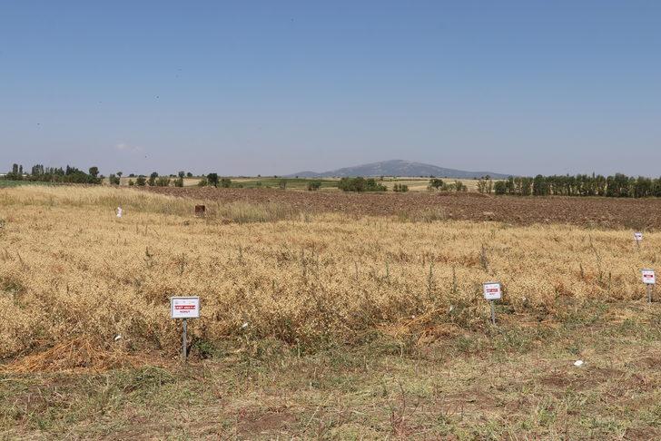Denizli'de "nükleer tekniklerle" geliştirilen nohut çeşidinde ilk hasat yapıldı G4