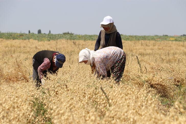 Denizli'de "nükleer tekniklerle" geliştirilen nohut çeşidinde ilk hasat yapıldı G5